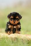YORKSHIRE TERRIER 585